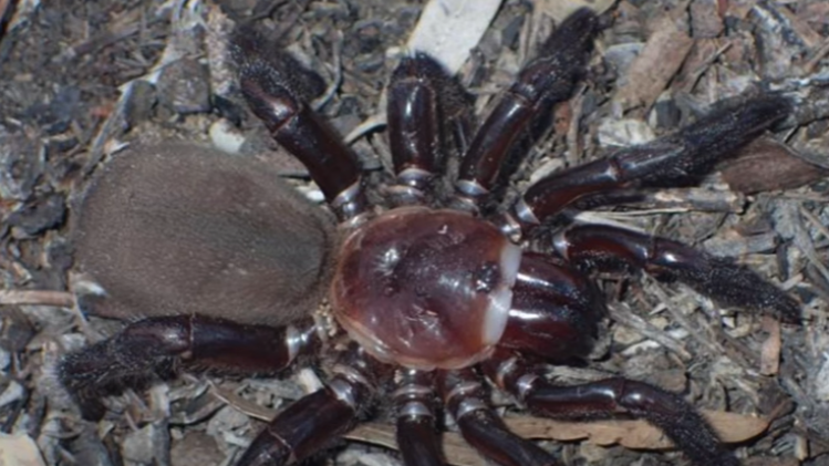 Arachnophobes, s’abstenir: une nouvelle espèce d’araignée géante découverte en Australie (vidéo)